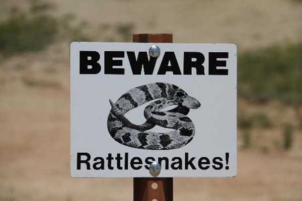 Гремучие змеи в Калифорнии