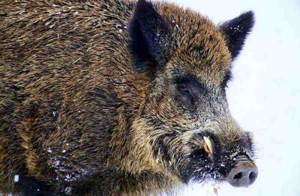 обычный кабан