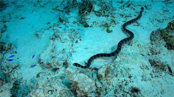 1_morskaya-zmeya-belchera