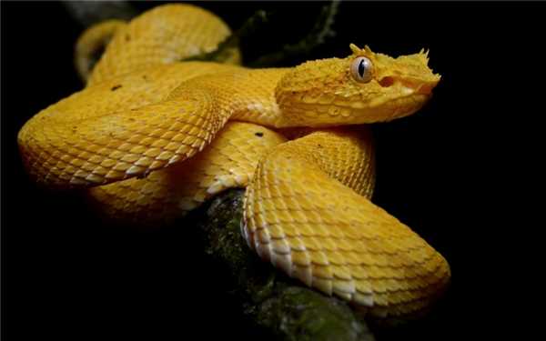 12_czepkohvostyj-botrops-shlegelya