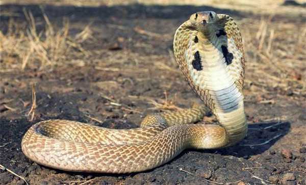 Филиппинская кобра