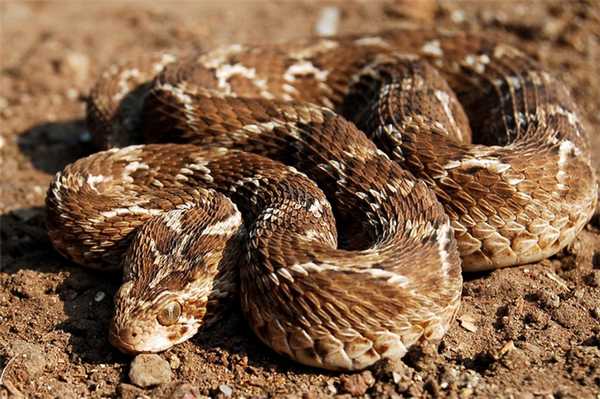 Песчаная эфа