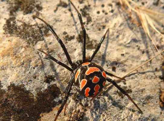 паук черная вдова