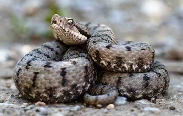 средиземноморская гадюка