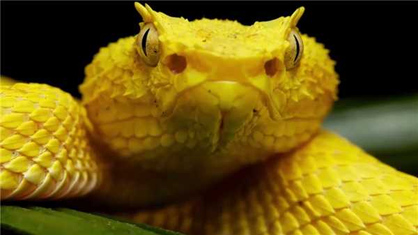 samaya-opasnaya-zmeya-na-planete