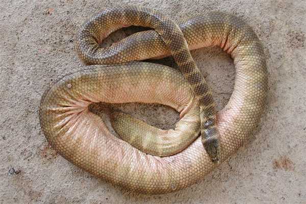 Гидрофис белчери