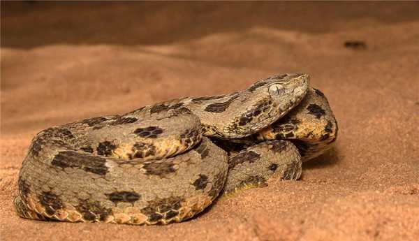 21_zhararaka-obyknovennaya