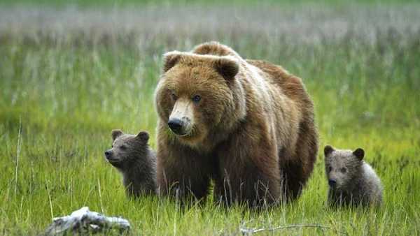 Бурый медведь