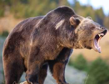 самые опасные животные в мире