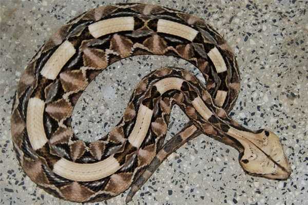 Габонская гадюка