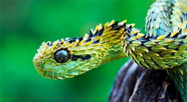 Самые опасные змеи