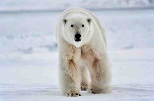 полярный медведь