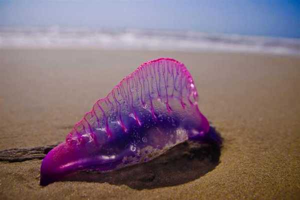 Португальский кораблик