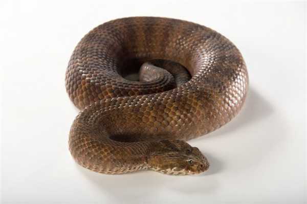 4_gadyukoobraznaya-smertelnaya-zmeya