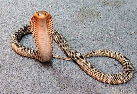 3_filippinskaya-kobra