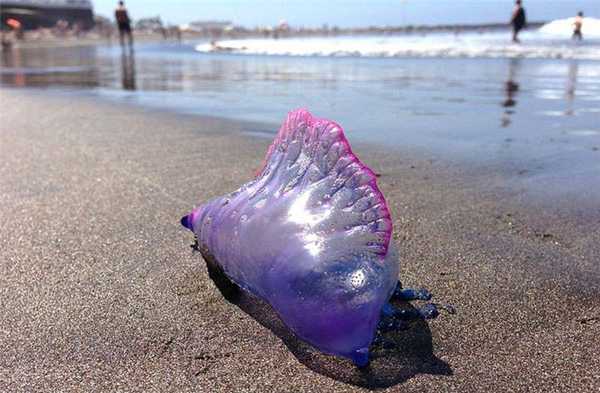 навозная муха