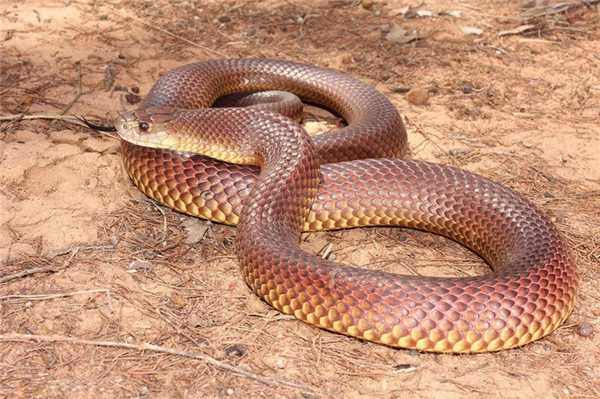 Мулга или коричневый король