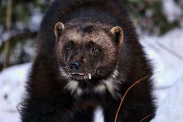 слюни у росомахи