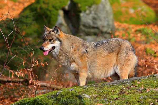 Евразийский волк