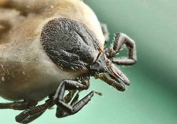 обычный клещ