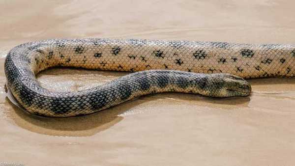 Носатая энгидрина