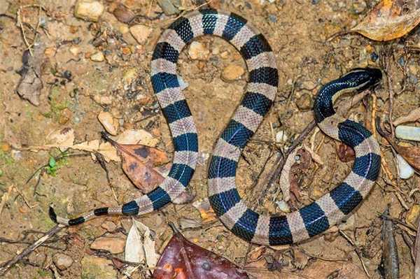 Малайский крайт