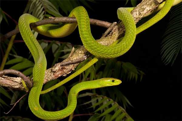 Узкоголовая мамба