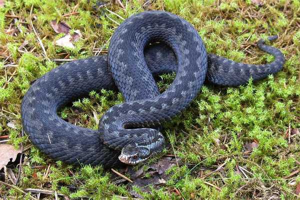 Гадюка обыкновенная