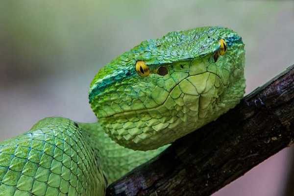 Ямкоголовые