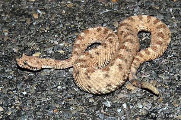 Гремучие змеи в Калифорнии