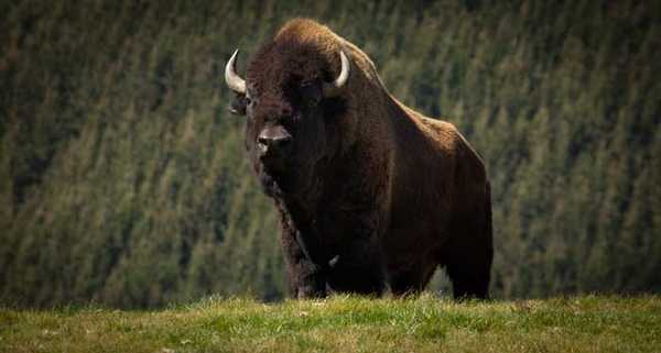 Американский бизон