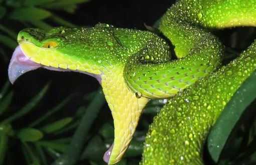 Японская желто-зеленая куфия