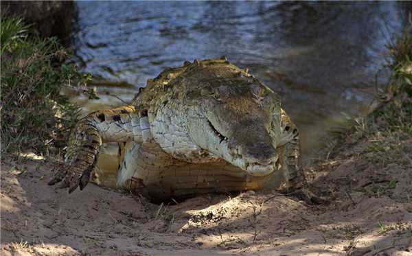 10 самых опасных животных Латинской Америки