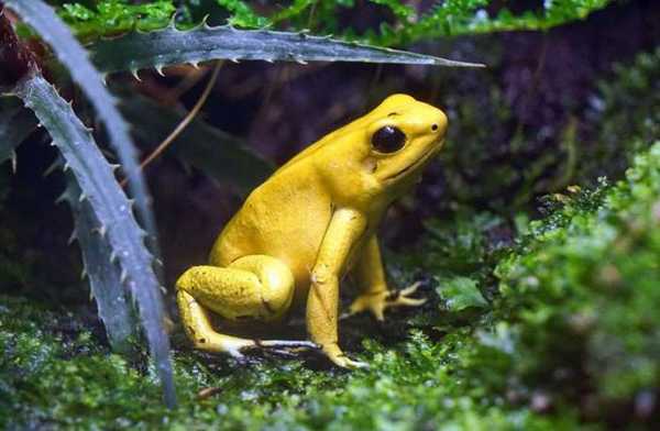 желтая лягушка