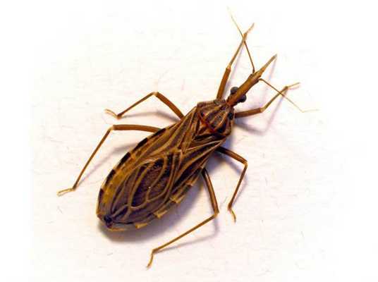 клоп-хищнец