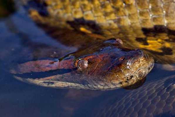 зеленая анаконда