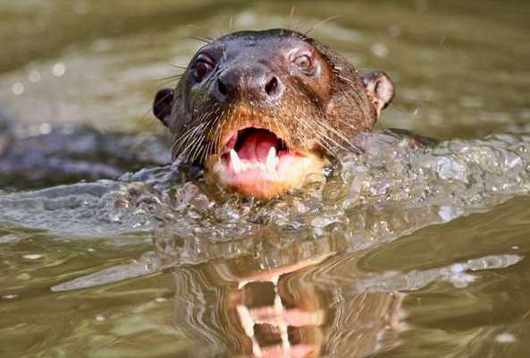 крупная выдра