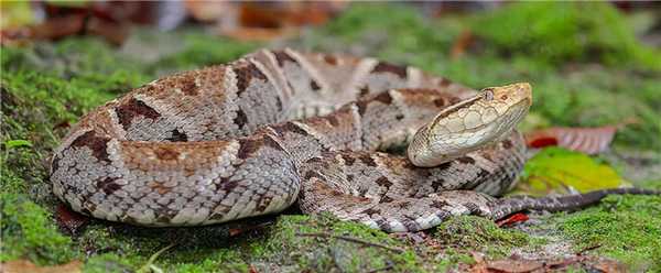 10 самых опасных животных Латинской Америки