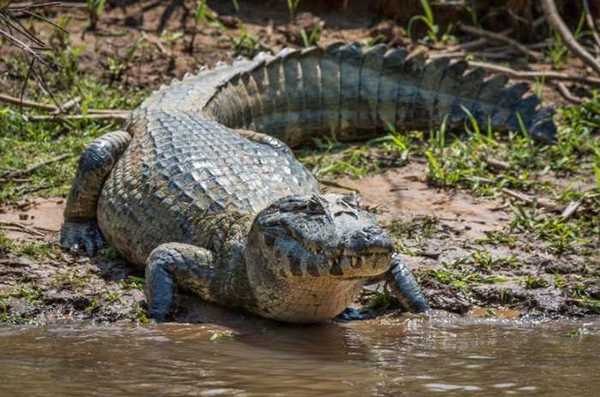 черный кайман