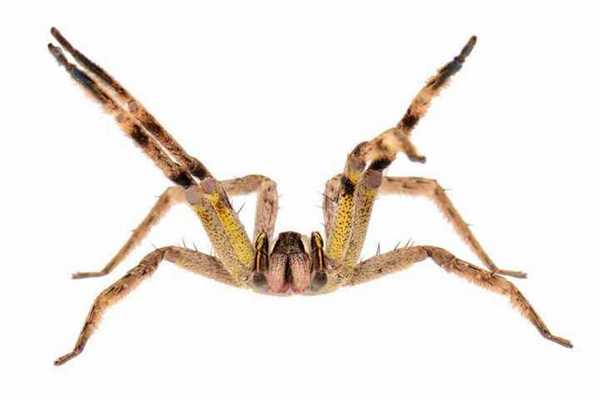 странствующий паук