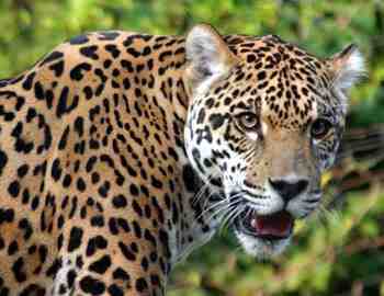 самый опасный ягуар