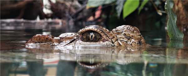 10 самых опасных животных Латинской Америки