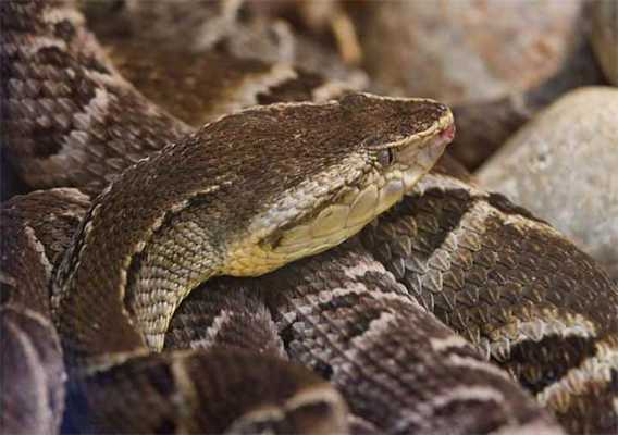 Американские копьеголовые змеи