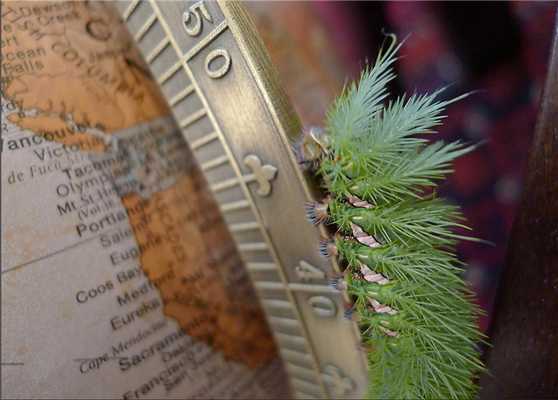 10 самых опасных животных Латинской Америки