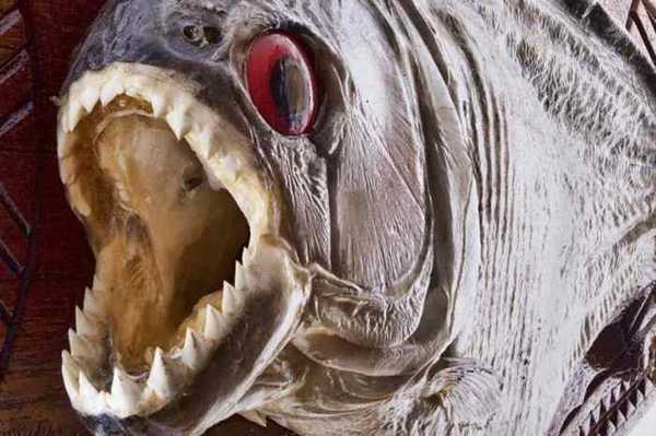 нападения пираний