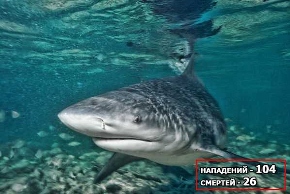 бычья акула