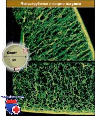 Микротрубочки ооцита