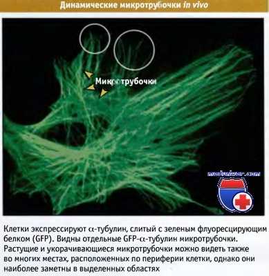 Динамические микротрубочки в клетке