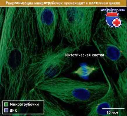 Реорганизация микротрубочек