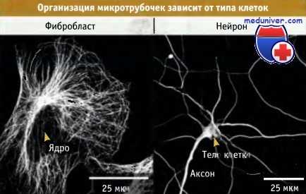 Микротрубочки и тип клеток
